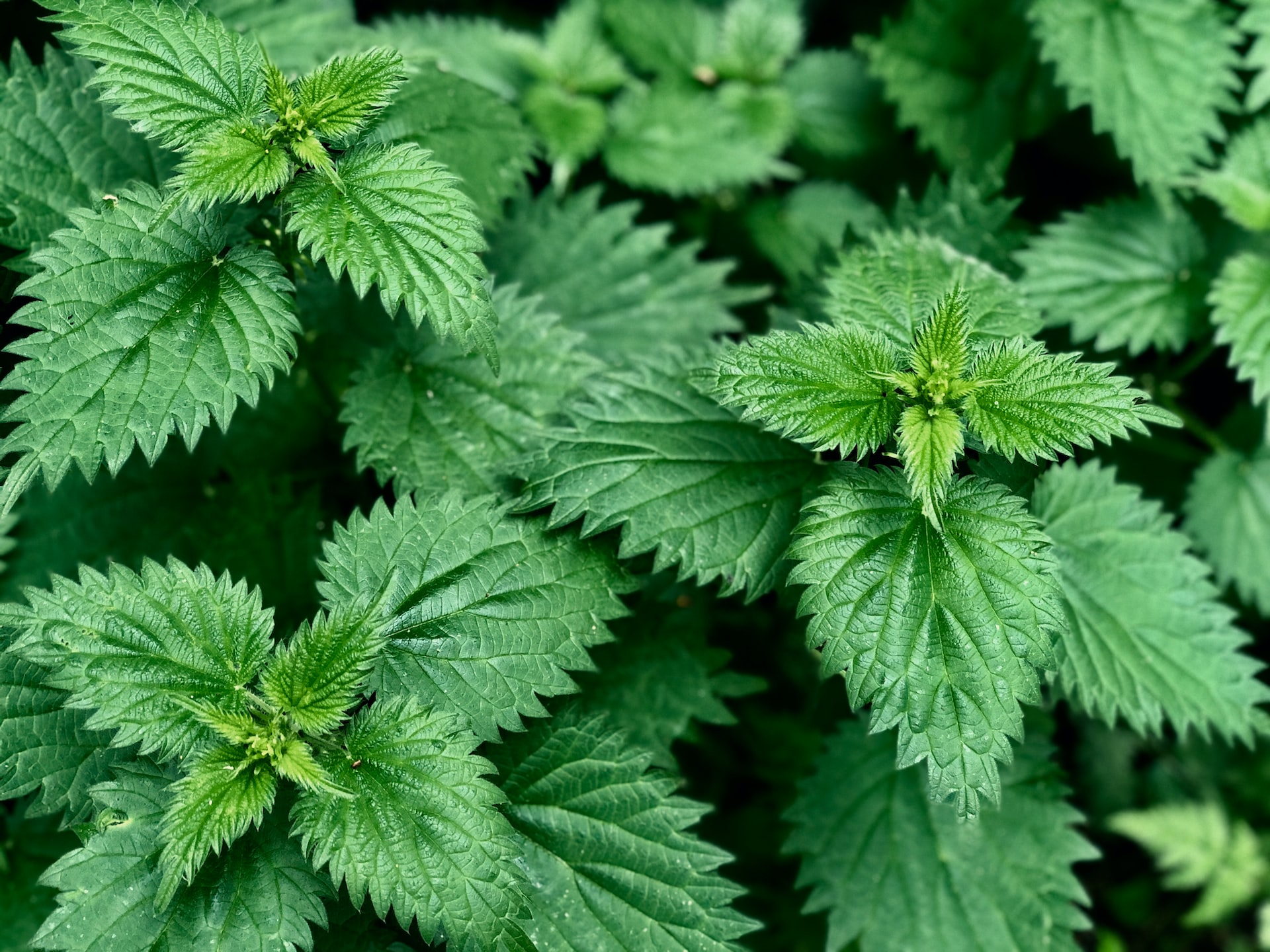 Herbs for Hayfever