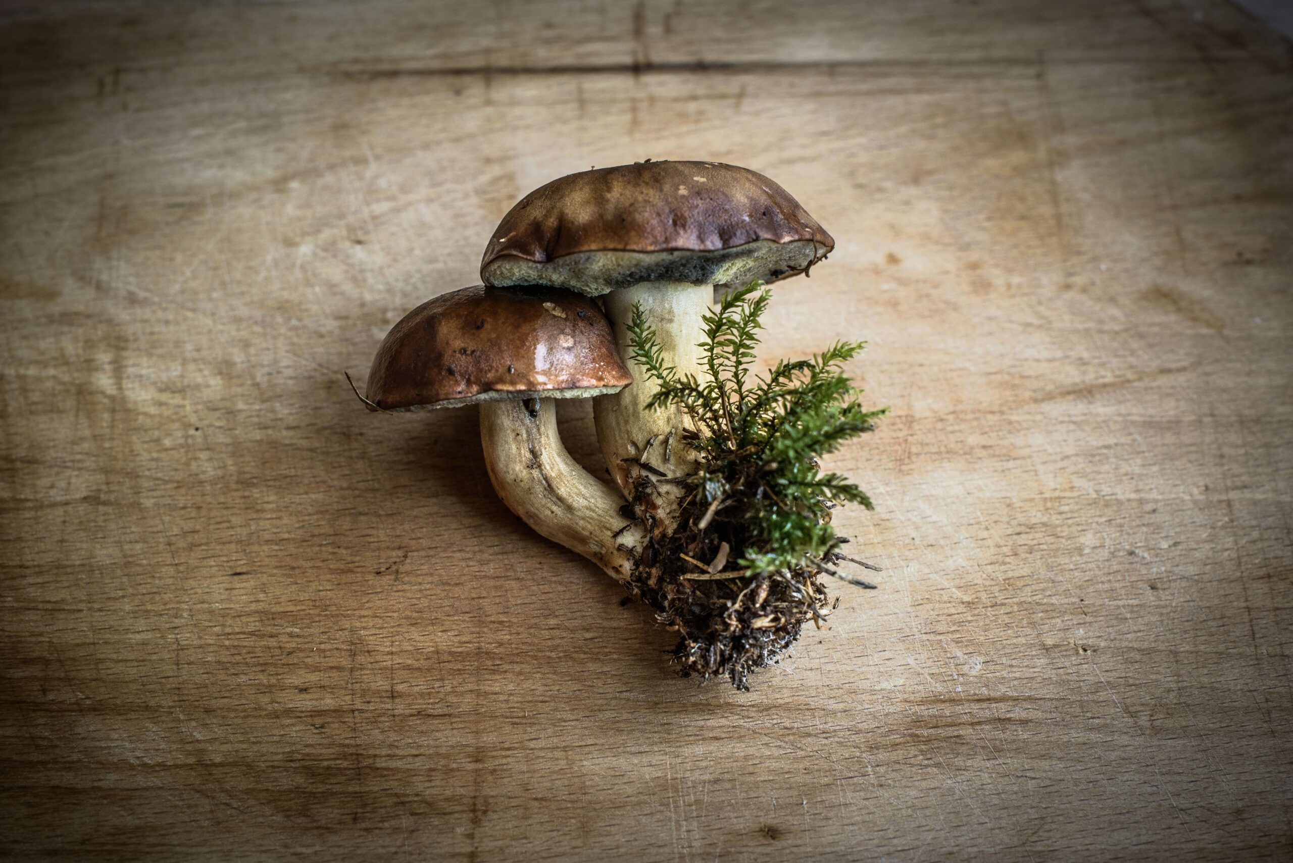 Medicinal Mushrooms for Irritable Bowel Syndrome IBS