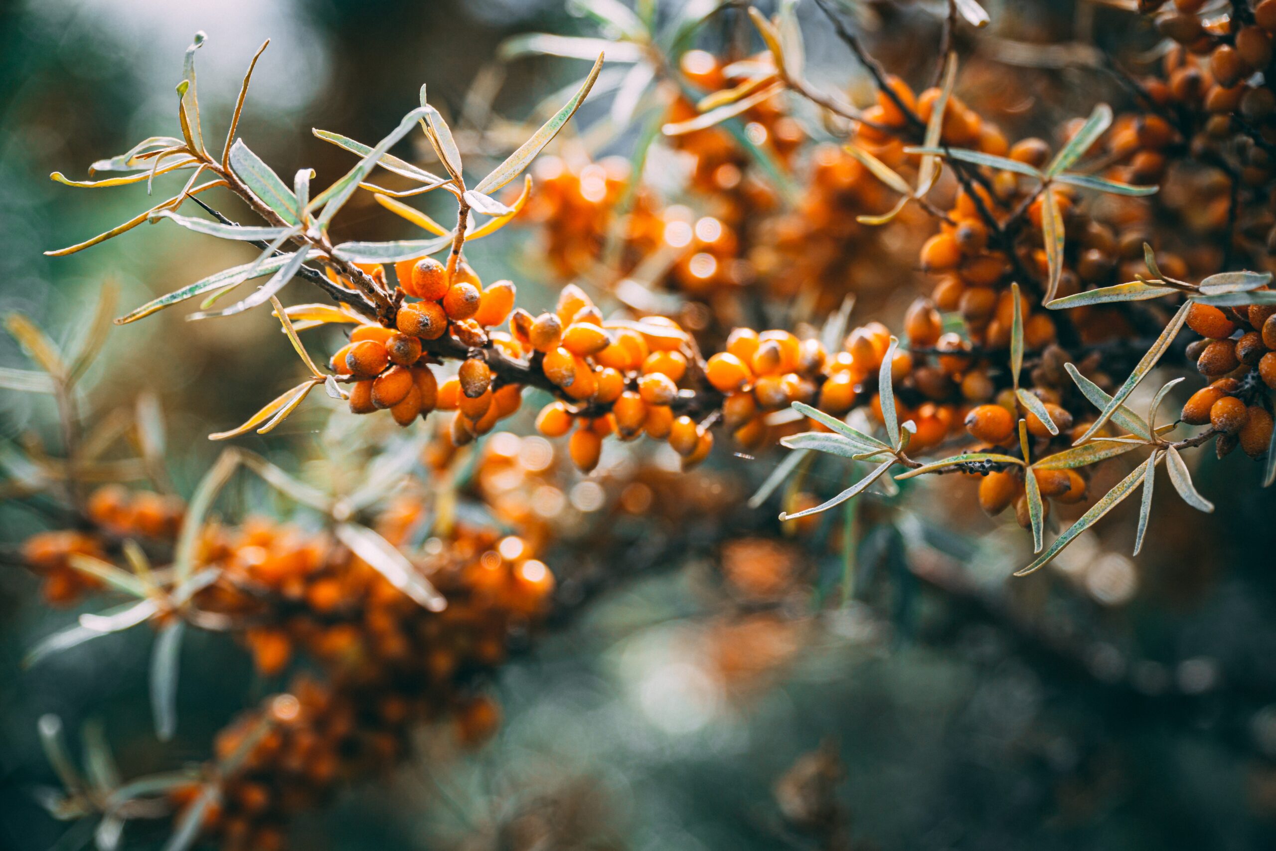 Sea Buckthorn for Menopause